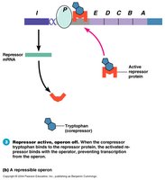 Trp operon with excess tryptophan