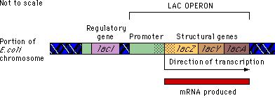 Lac operon structure