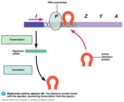 Lac operon absence of lactose