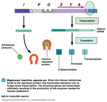 Lac operon presence of lactose