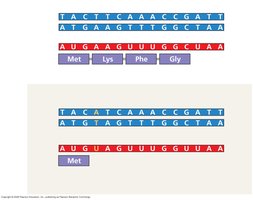 Nonsense mutation