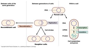 Vertical and horizontal gene transfer