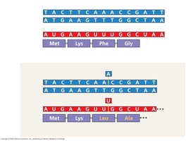 Frameshift mutation