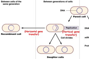 Horizontal and vertical gene transfer