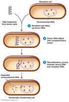 Transformation mechanism