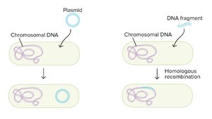 Transformation mechanism