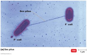 Conjugation mechanism