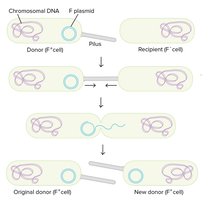 Conjugation mechanism