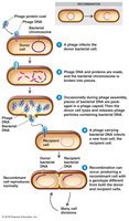 Transduction mechanism