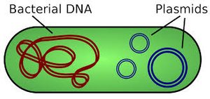 Bacterial DNA and plasmids