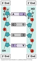 DNA structure and base pairing