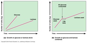 Lac operon presence of lactose and absence of glucose