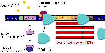 Lac operon regulation by cAMP and glucose
