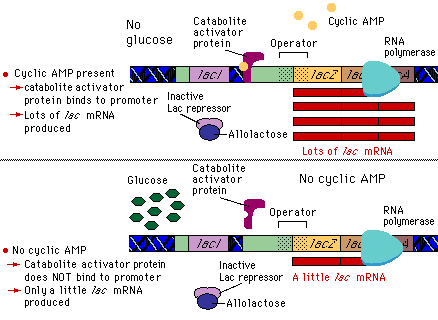 Lac operon regulation by cAMP and glucose