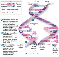 DNA replication fork
