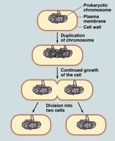 Prokaryotic chromosome duplication