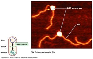 RNA polymerase bound to DNA during transcription
