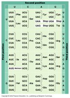mRNA codon sequences