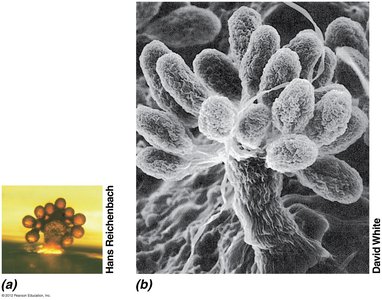 Myxobacteria fruiting bodies