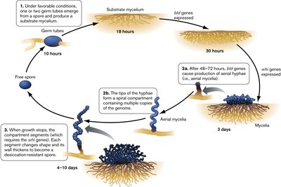 Actinomycetes sporulation cycle