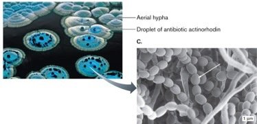 Actinomycetes fruiting bodies