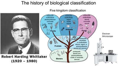 History of biological classification: Five kingdom system