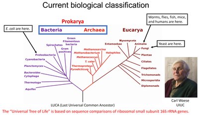 Current biological classification: Three domains