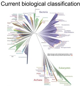 Modern phylogenetic tree of life