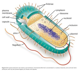 Diagram of a typical prokaryotic cell