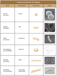 Common prokaryotic cell shapes
