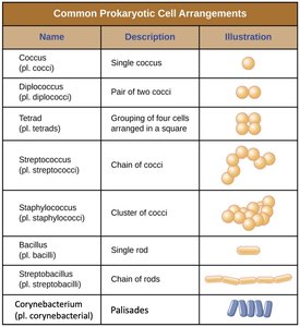 Common prokaryotic cell arrangements