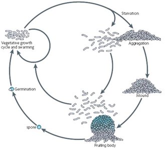 Bacterial life cycle: planktonic, aggregation, fruiting body, spore