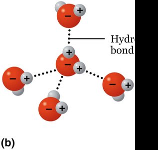 Hydrogen bonds between water molecules