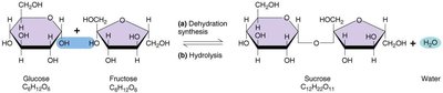 Exchange reaction involving ATP and glucose