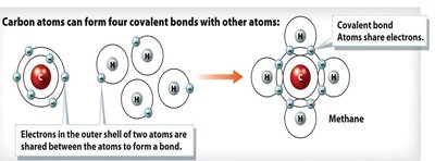 Carbon forming four covalent bonds