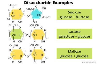 Disaccharide examples