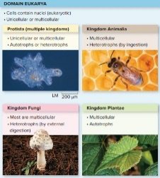 Eukaryotic kingdoms