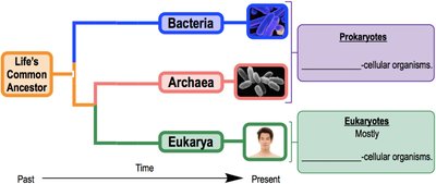 Phylogenetic tree showing domains and kingdoms