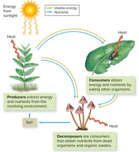 Energy flow in ecosystems: producers, consumers, decomposers