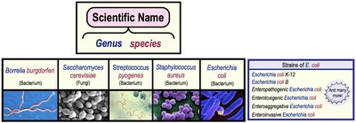 Examples of scientific names and strains