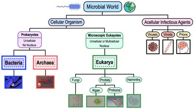 Map of the microbial world: cellular and acellular