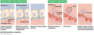 Diagram of extracellular enzymes as virulence factors