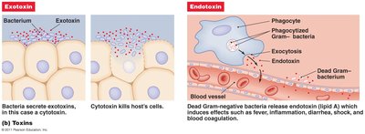 Diagram of exotoxins and endotoxins