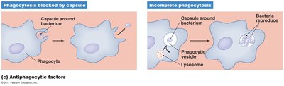 Diagram of antiphagocytic factors