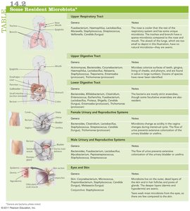 Table of some resident microbiota by body site