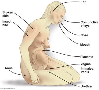 Diagram of portals of entry for pathogens