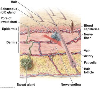 Cross section of skin showing layers and structures