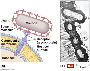 Diagram of microbial adhesion to host cell