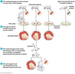 Diagram of Koch's postulates