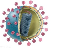 Diagram of a typical enveloped virus with spikes and nucleic acid core